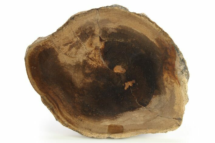 Polished Petrified Wood Round - Sweet Home, Oregon #290582